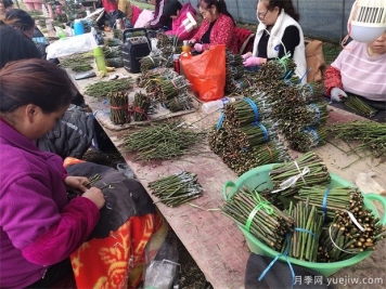 南陽(yáng)臥龍區發(fā)展月季花經(jīng)濟 培育花卉產(chǎn)業(yè)致富路