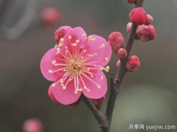梅花如何栽培？養護辦法分享