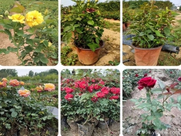 內蒙古適合種植月季嗎？