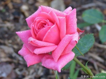 帕梅拉粉紅月季的優(yōu)缺點(diǎn)是什么？