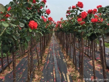 樹(shù)狀月季嫁接用的砧木是什么？山木香能規模種植嗎？