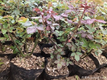 月季花什么季節選苗種植最好？不同季節入苗的優(yōu)缺點(diǎn)是什么？