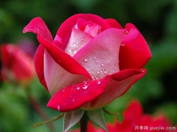 月季花紅蜘蛛危害癥狀，月季紅蜘蛛該如何防治呢？