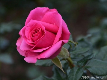 南陽(yáng)臥龍區做大做強月季產(chǎn)業(yè)?助推高質(zhì)量發(fā)展