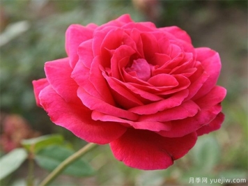 包頭可以種植月季嗎？月季花盛開(kāi)不是夢(mèng)