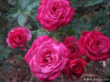 勞倫伊麗莎白月季