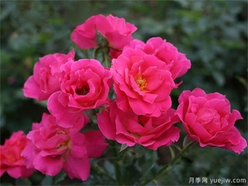 玫瑰花有幾種？栽植哪種好？ 哪種玫瑰花好