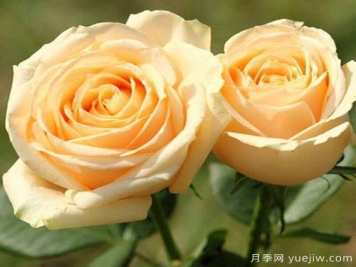 香檳玫瑰的花語(yǔ)是什么？不同朵數香檳玫瑰花語(yǔ)大全？