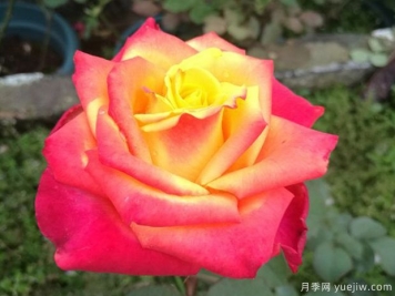 飛濺閃耀月季的優(yōu)缺點(diǎn)是什么？