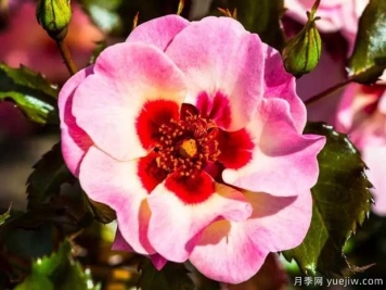 甜蜜巴比倫眼睛月季的優(yōu)缺點(diǎn)是什么？