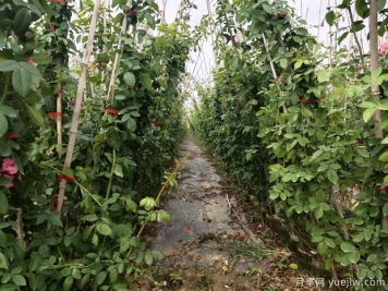 爬藤月季要種多久才會(huì )開(kāi)花