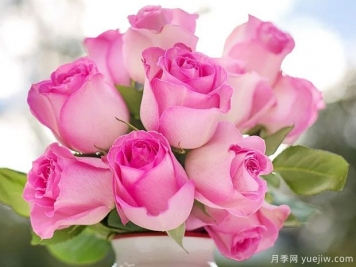 玫瑰花和月季花有什么區別？