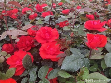 月季花的種子能種嗎？月季花養殖方法