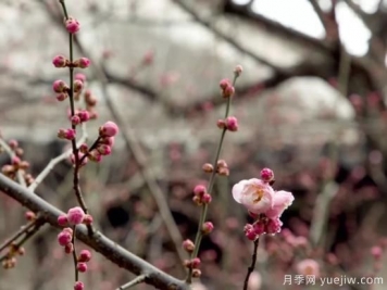 蠟梅和梅花有什么區別？