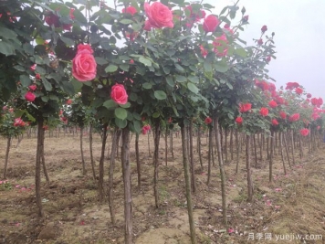 苗木樹(shù)木偏冠怎么救治！