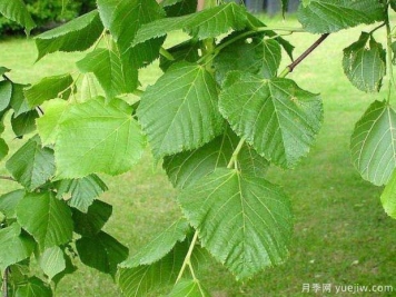 椴樹(shù)的圖片特點(diǎn)和種植養護