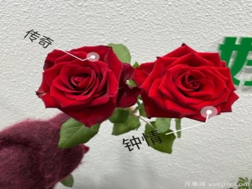 花店常備的15種紅玫瑰是什么？有什么優(yōu)缺點(diǎn)？