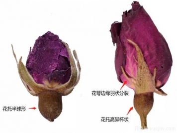 玫瑰月季薔薇，市場(chǎng)上還能找到純種玫瑰嗎？