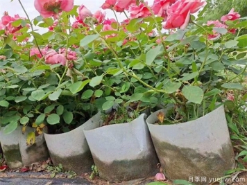 如何養好盆栽月季，如何養爆花？全方位解讀