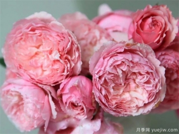 美咲(xiao)月季如何養植？