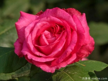 玫瑰價(jià)格暴漲！今年情人節買(mǎi)花，錢(qián)包花的有點(diǎn)多