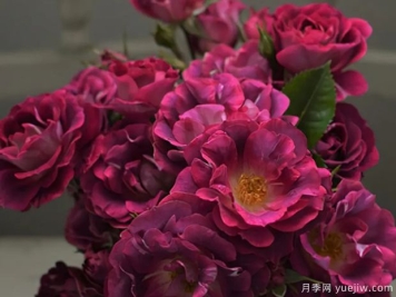 發(fā)卡瓦萊塔月季介紹和優(yōu)缺點(diǎn)