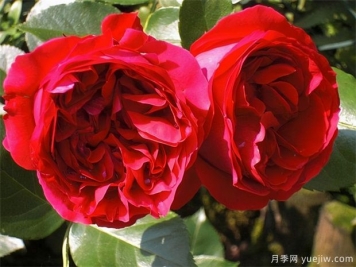 推薦10款經(jīng)典月季品種，新手花友種了不會(huì )后悔