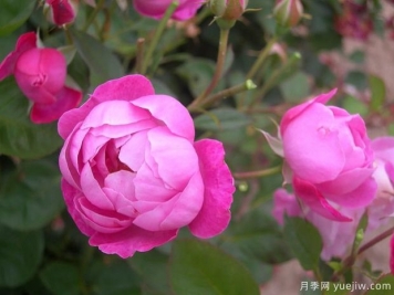 野草月季