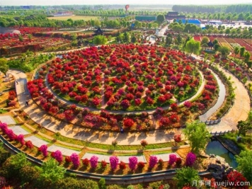 南陽(yáng)月季花開(kāi)全球，南陽(yáng)月季基地擬建特色小鎮