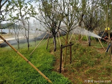 園林綠化早春返青水要注意，時(shí)間和澆水量很重要