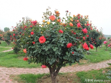 園林景觀(guān)綠化施工必懂的14個(gè)問(wèn)題