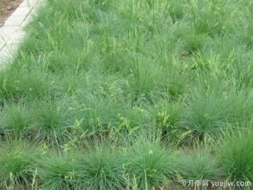  山東適合種植的20種草坪和地被植物