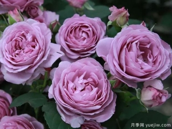 新手月季坑，推薦4個(gè)經(jīng)典月季花品種，輕松養出好狀態(tài)