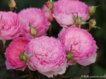 溶溶月月季的優(yōu)缺點(diǎn)是什么？