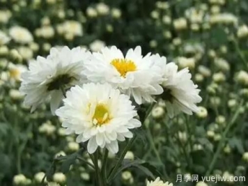 白菊花怎么養？菊花栽培注意事項