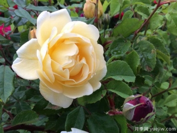 黃色休息日月季優(yōu)缺點(diǎn)是什么？