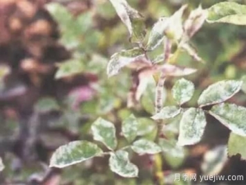 花木白粉病的防治方法及技術(shù)要點(diǎn)
