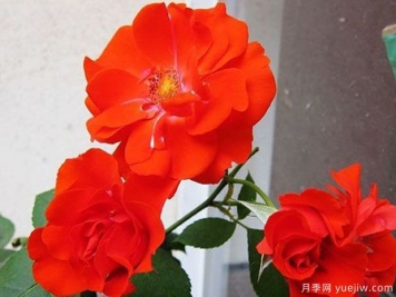 橘紅火焰月季的優(yōu)缺點(diǎn)是什么？