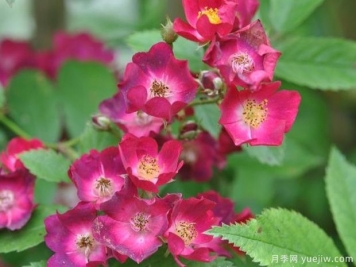 少見(jiàn)的30款巨型爬藤月季，高達5米適合做花墻拱門(mén)
