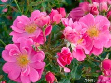 粉色蜜蜂樂(lè )園月季/明亮粉色引蝶月季