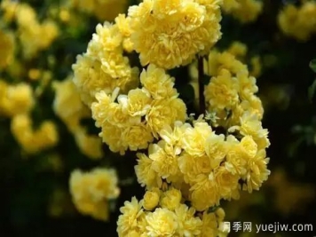 黃木香開(kāi)花好看又好聞，快速花墻