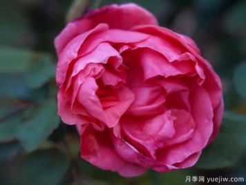 黃岡科技職業(yè)學(xué)院，然有月季，亭亭玉立