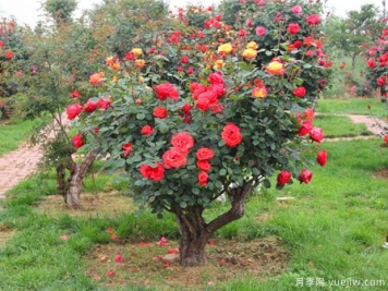 古樁月季千百艷，老樹(shù)新花時(shí)時(shí)春