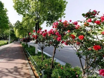 云南昆明樹(shù)狀月季爭奇斗艷 扮靚城市街頭