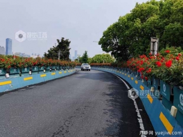 南昌八一大橋萬(wàn)株月季綻放，綠化中心細致養護