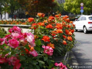 宜昌月季應用和景觀(guān)圖集