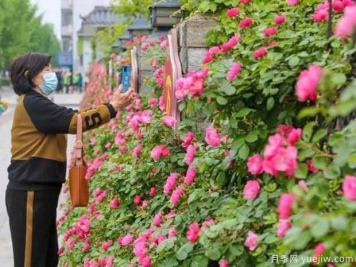 荊州月季應用和景觀(guān)圖集