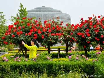鄭州月季市花文化和景觀(guān)圖集