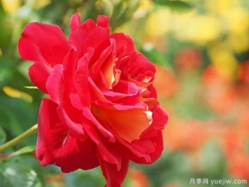 希望月季/吉普賽狂歡節