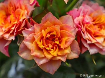 比基尼月季的優(yōu)缺點(diǎn)是什么？